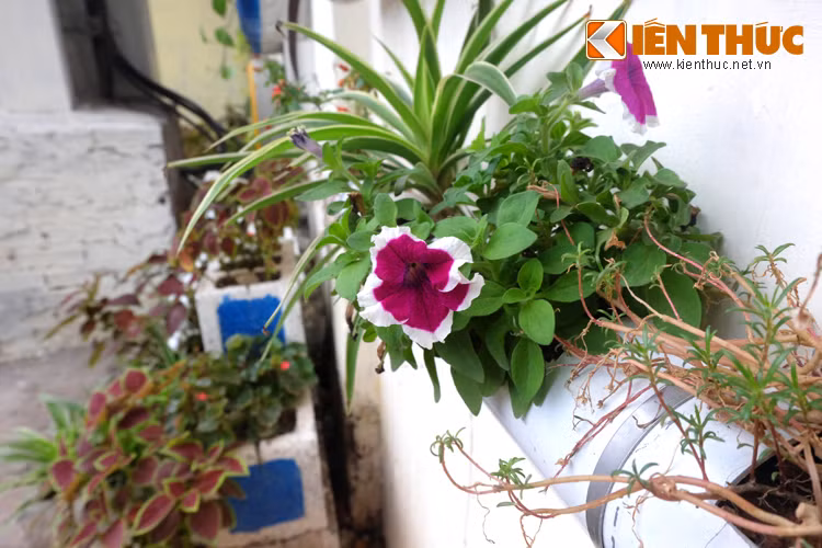 Các loại cây cảnh, hoa dễ chăm sóc được chọn để trồng tại các vườn hoa mini.