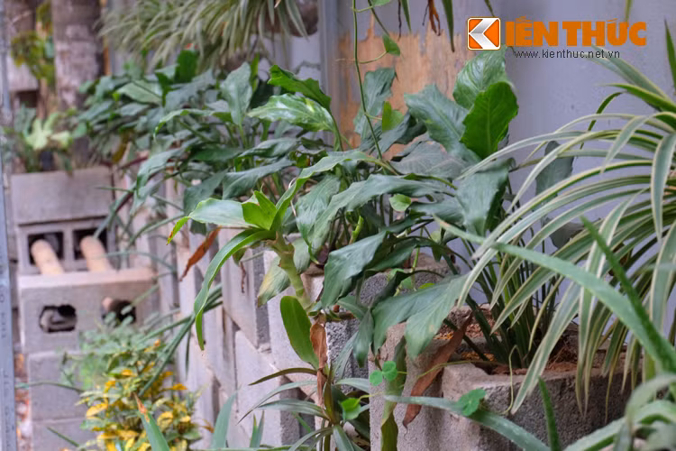 Từ khi có công trình vườn hoa, bãi rác cũng biến mất và con phố có thêm điểm nhấn mới lạ, đẹp mắt.