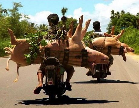 Che cho lợn khỏi nắng...