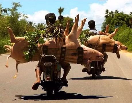 Che cho lợn khỏi nắng...