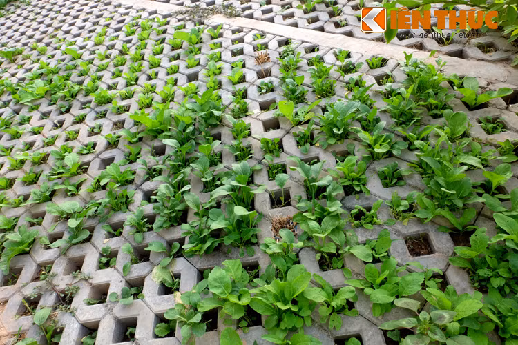 Ngam vuon rau xanh muot cua dan Ha Noi tren taluy duong nghin ty-Hinh-2