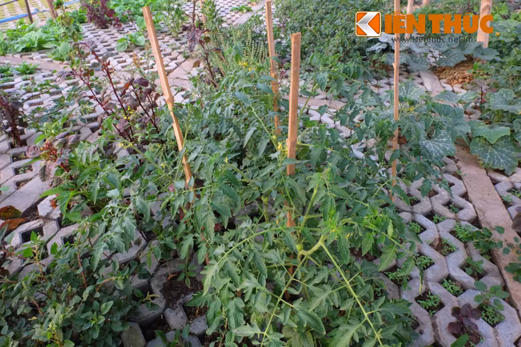 Khi những cây cà chua đã ra thêm nhiều lá mới và thân cây phát triển khoảng 15cm trở lên, người dân làm cọc nhỏ và buộc dây cho cây để thân cây không bị đổ.