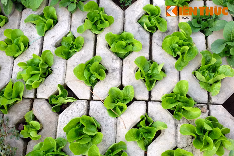 Các loại rau được trồng tại đây khá phong phú như xà lách, muống, dền, bí, cà chua....