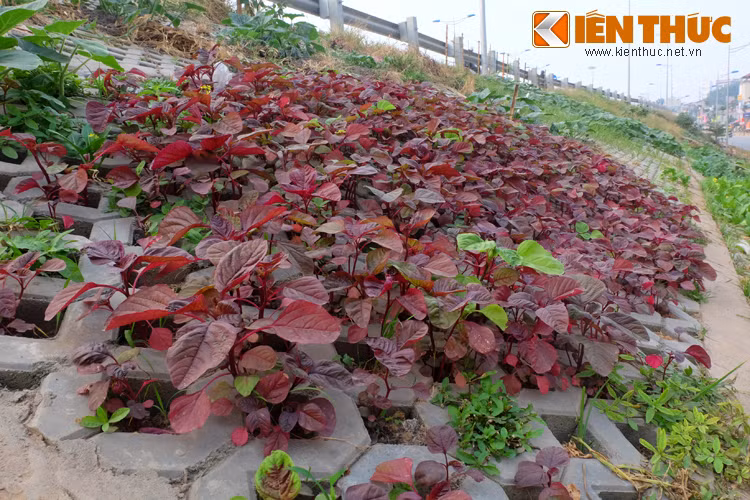 Đây là một cách hay để trồng cả một vườn rau sạch mà không tốn diện tích cho nông dân phố thị.