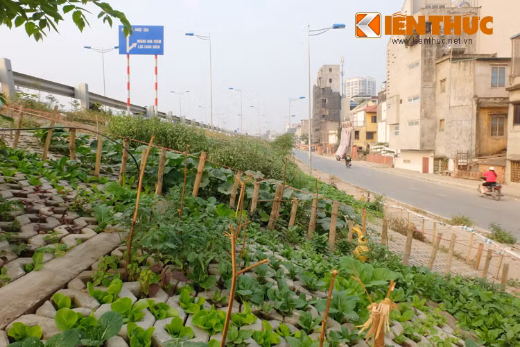Mỗi nhà có một vườn rau riêng trên taluy đường. Vườn được làm hàng rào, ngăn chia khu đất cẩn thận.