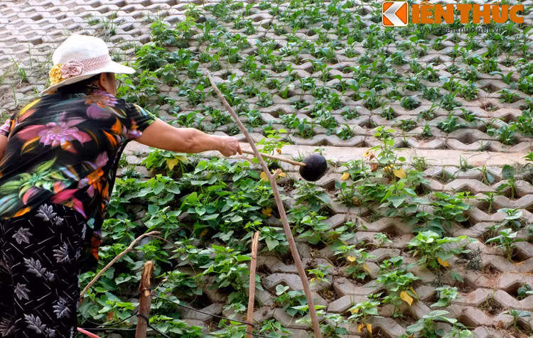 Một người dân trồng rau tại đường Bưởi tâm sự: "Trồng rau ở đây thì vất vả nhất là việc tưới nước. Taluy dốc nên ngày hai lần sáng tối, mang nước từ nhà ra tưới rau xong thì khỏi cần tập thể dục".