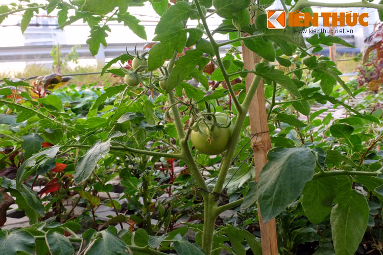 Nhiều cây đã cho trái chờ thu hoạch.