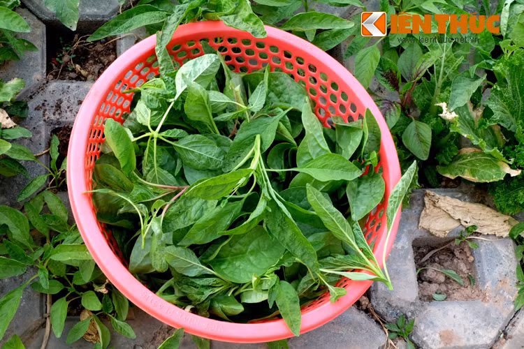 Một bữa rau sạch cải thiện cho cả gia đình.