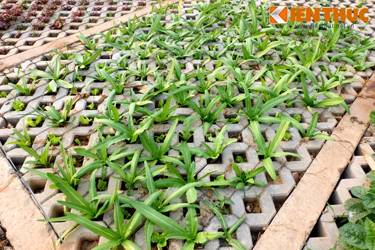 Không chỉ chuẩn bị các giống rau, nhiều người cẩn thận mang thêm đất dinh dưỡng, phân bón bỏ vào các ô gạch để rau tươi tốt.