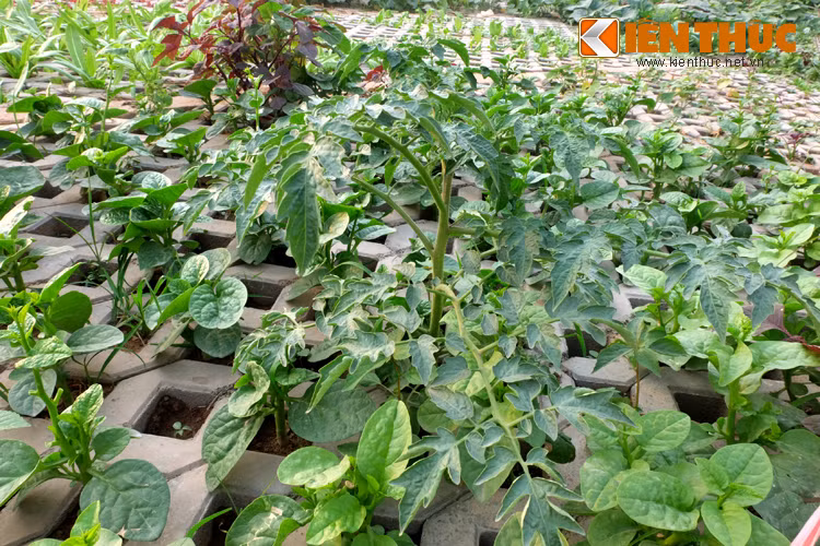 Ở Hà Nội mỗi tấc đất được ví như tấc vàng, vì thế, không khó hiểu khi người dân tranh thủ từng khoảng nhỏ để trồng rau xanh cải thiện.