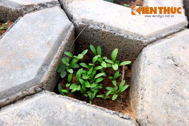 Tận dụng các khoảng trống trong ô gạch xây taluy, người dân gieo hạt giống rau.