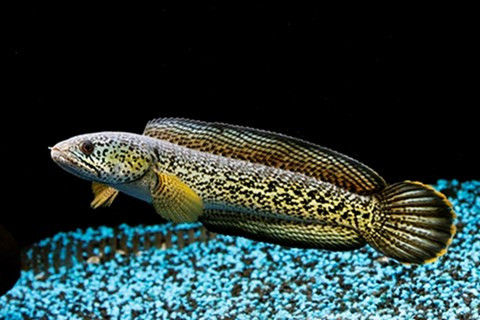 Hầu hết giống cá cảnh mới mà quen này được nhập từ Thái Lan, Singapore...