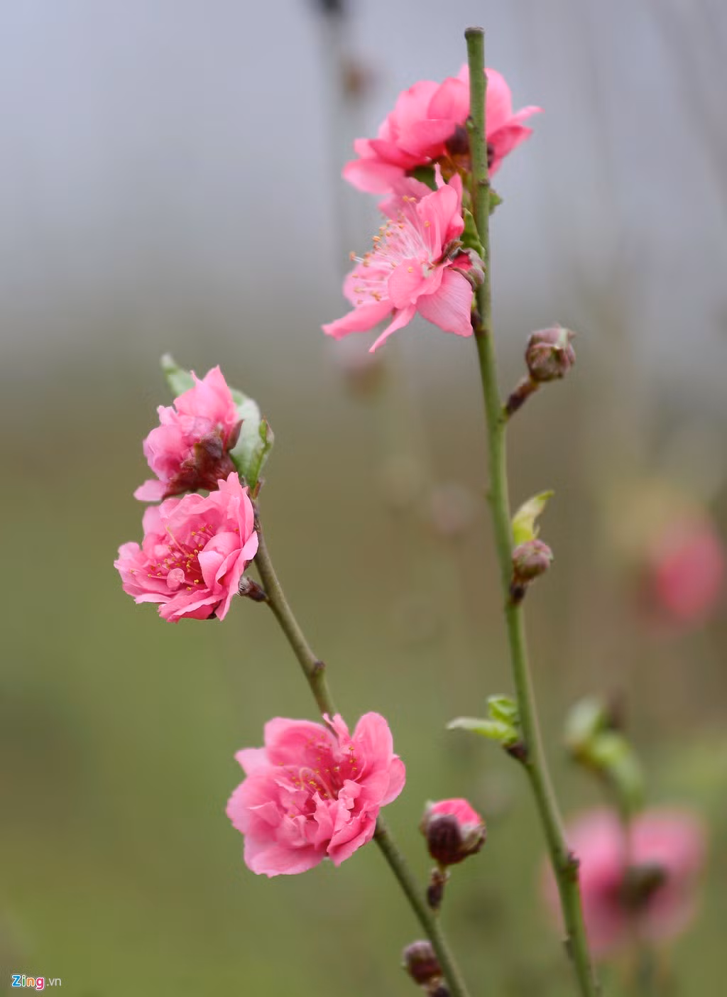 Dù chưa tới đợt giao dịch cao điểm nhưng do đào nở sớm nên chủ vườn phải đưa đào tới chợ bán sớm đồng thời phục vụ Tết dương lịch.