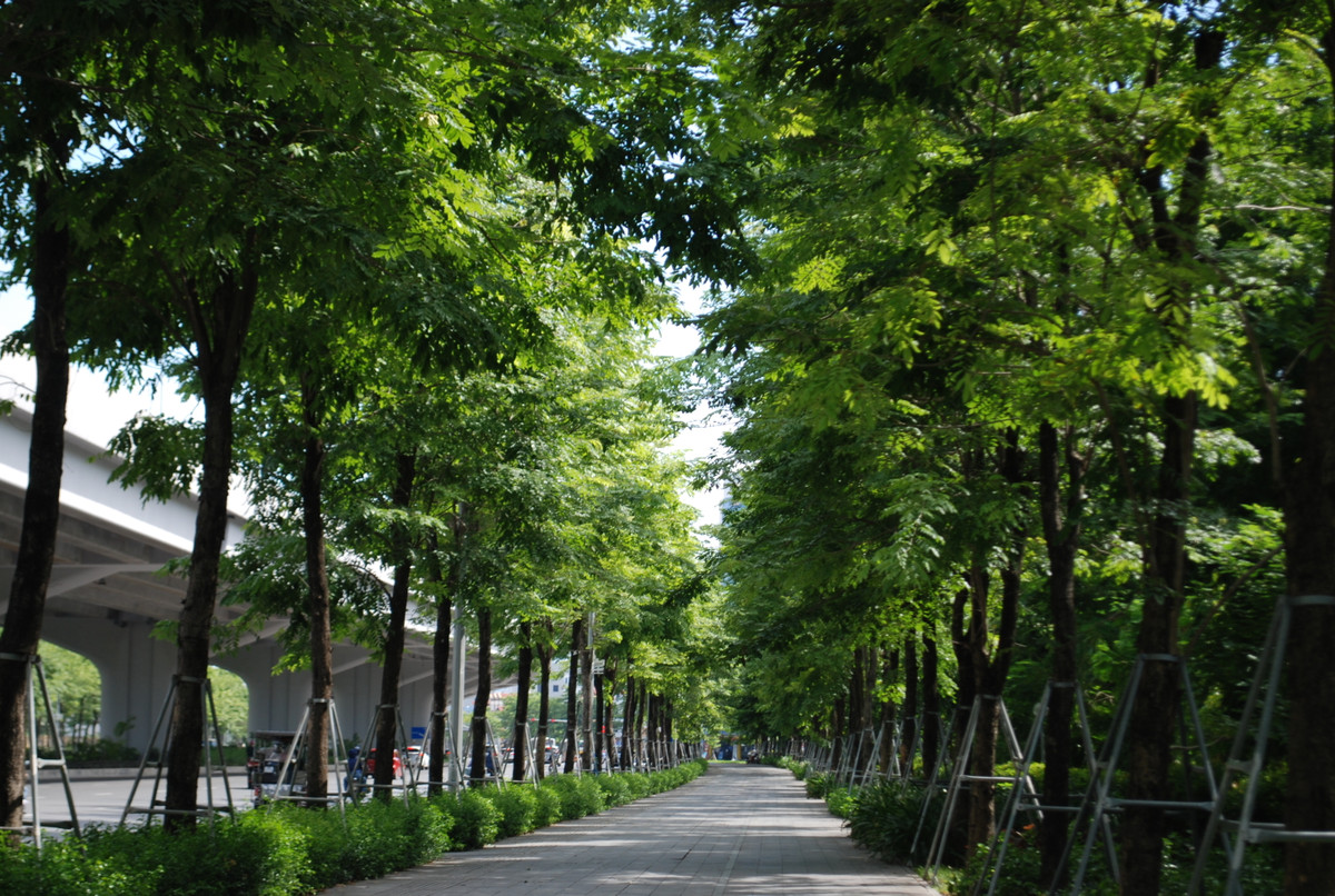 Hàng cây xanh trên đường Phạm Văn Đồng được giới xe ôm lui tới để trốn nắng.