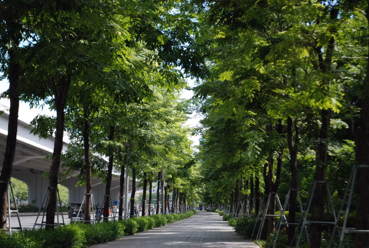 Hàng cây xanh trên đường Phạm Văn Đồng được giới xe ôm lui tới để trốn nắng.