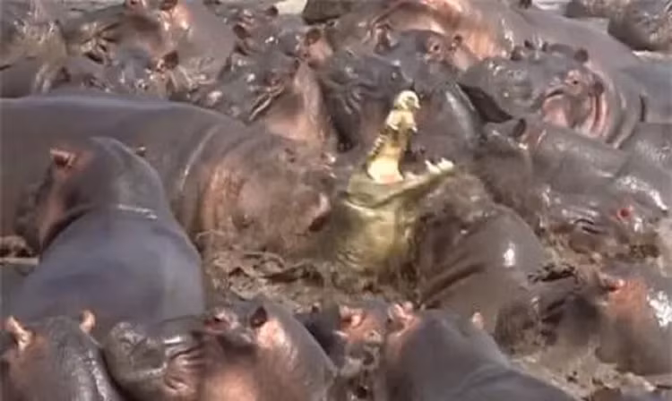 CLIP: Lot vao giua bay ha ma, ca sau so den keu tham thiet