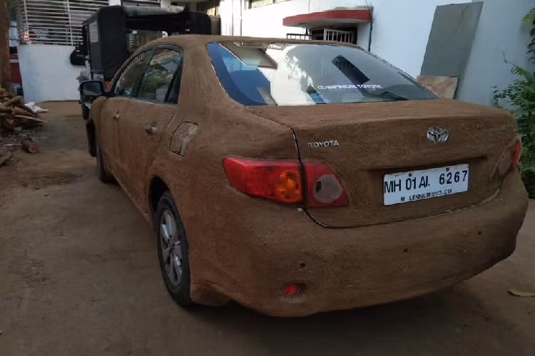 Chỉ thấy rằng, việc trét phân bò lên thân ôtô có thể làm hỏng lớp ngoại thất. Nếu trời mưa, phân bò có thể chảy xuống kính lái, làm mất tầm nhìn của người lái và gây nguy hiểm. Đó là chưa kể đến phân bò có thể chảy vào khoang động cơ, làm hỏng máy và khó vệ sinh