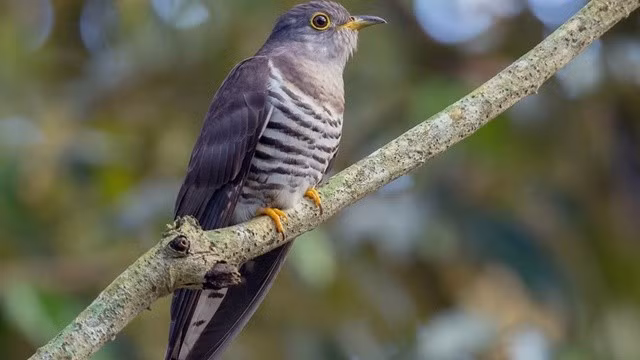 Bi an loai chim co nhieu ten goi nhat Viet Nam