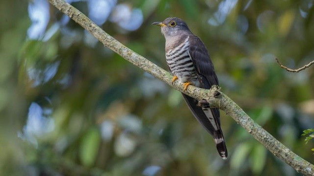 Bi an loai chim co nhieu ten goi nhat Viet Nam-Hinh-2