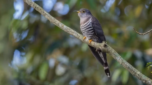 Bi an loai chim co nhieu ten goi nhat Viet Nam-Hinh-2