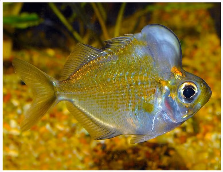 Cá thủy tinh đầu bướu là loài cá nước ngọt có khả năng thích ứng tốt với điều kiện môi trường.