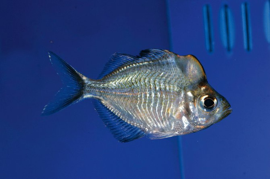 Đúng như tên gọi của nó, loài cá cảnh này có thể dễ nhận biết bởi chiếc bướu mọc ngay trên đầu rất nổi bật 