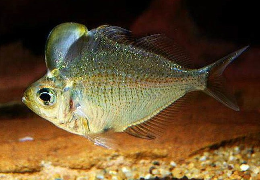 Tuy nhiên, cá thủy tinh đầu bướu có thể ăn thịt những con cá khác có kích thước nhỏ hơn nó.