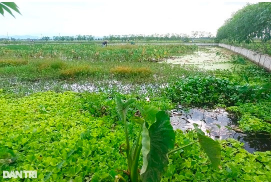 Nông dân Hà Tĩnh thu trăm triệu mỗi năm nhờ nuôi ốc bươu đen - Hình 2 Nong dan Ha Tinh thu tram trieu moi nam nho nuoi oc buou den-Hinh-2