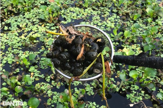 Nông dân Hà Tĩnh thu trăm triệu mỗi năm nhờ nuôi ốc bươu đen - Hình 3 Nong dan Ha Tinh thu tram trieu moi nam nho nuoi oc buou den-Hinh-3