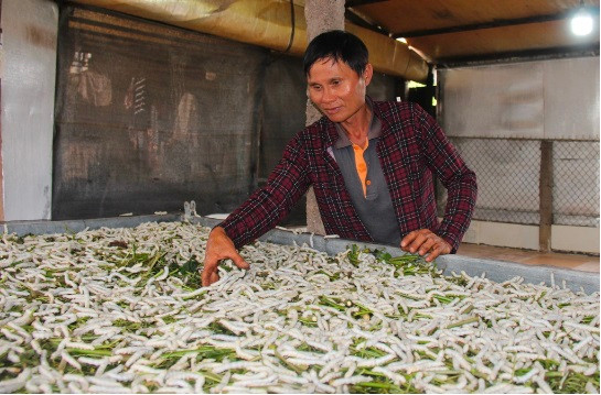 Nong dan Chu Se thu 1 ty dong/nam voi nghe trong dau, nuoi tam