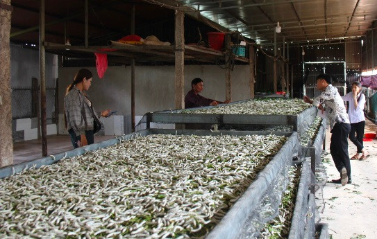 Nong dan Chu Se thu 1 ty dong/nam voi nghe trong dau, nuoi tam-Hinh-2