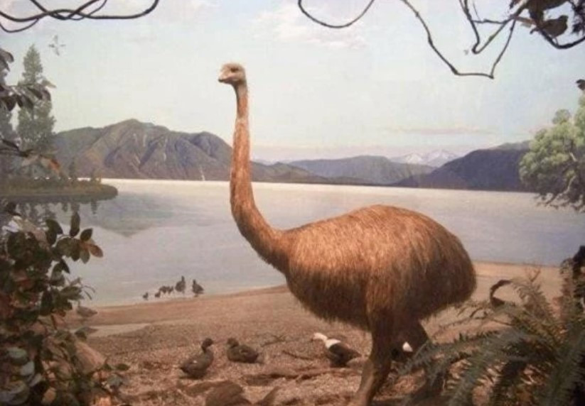 Loai chim nang gan nua tan bi tuyet chung vi co thit qua ngon-Hinh-2