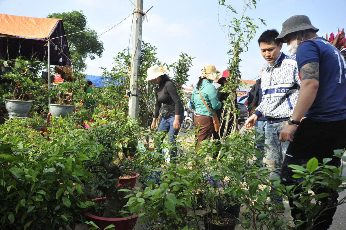 Các gian hàng bày bán cây cảnh khá nhiều.