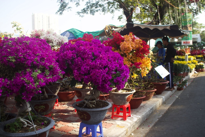 Chợ hoa Xuân bến Bình Đông năm nay có khoảng 600 nhà vườn từ các tỉnh Bến Tre, Hậu Giang, Vĩnh Long, Đồng Tháp…đến tham gia gian hàng kinh doanh và trưng bày sản phẩm với nhiều loại hoa, cây kiểng. 