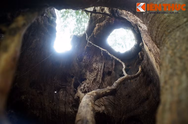 Phần khoang rỗng khá lớn, có thể chứa được nhiều người bên trong.