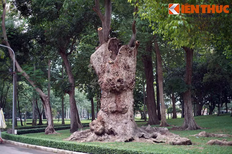 Cây có đường kính thân rất lớn nhưng phần trên giống như bị cắt cụt, từ đó các nhánh nhỏ hơn vươn lên.