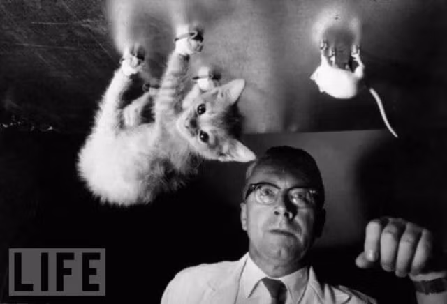 Một nhà nghiên cứu của hải quân Mỹ kiểm tra những ảnh hưởng từ việc bị lộn ngược trong một thời gian dài với động vật, 1958. Ảnh: Life.