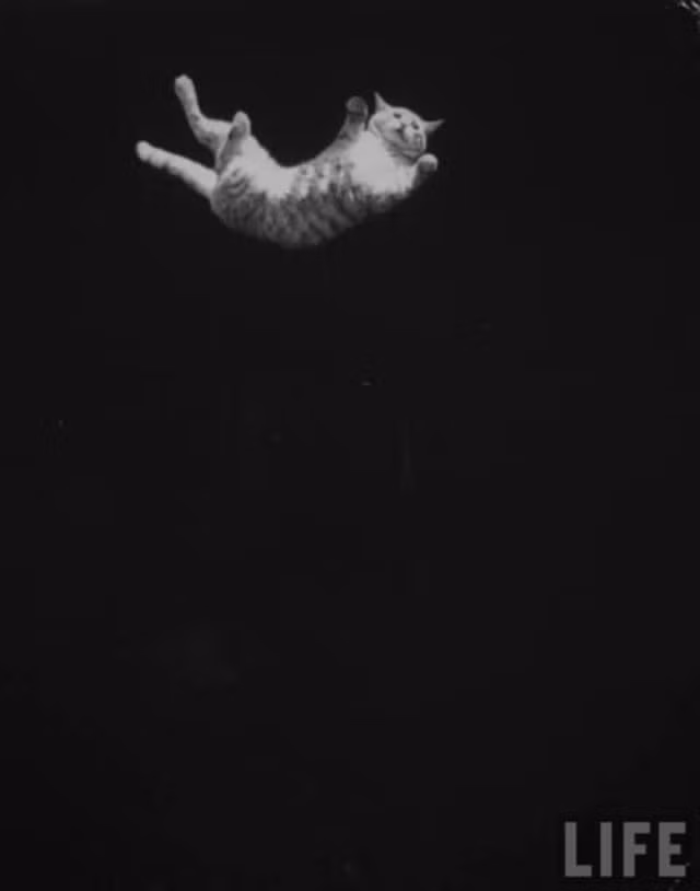 Một con mèo được thả cho rơi xuống trong tư thế lộn ngược trong một nghiên cứu về chuyển động tối ưu của các phi hành gia trong không gian, 1968. Ảnh: Life.