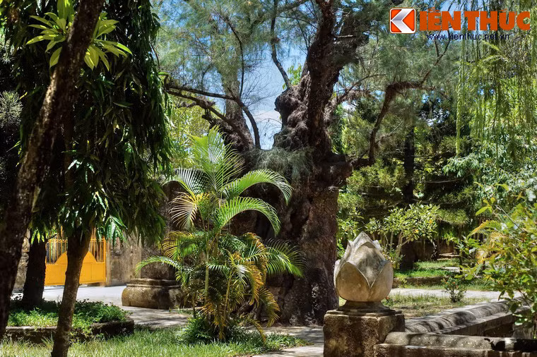 Chùa Thập Tháp (xã Nhơn Thành, huyện An Nhơn, tỉnh Bình Định) là một trong những ngôi chùa cổ nổi tiếng nhất miền Trung. Ít ai biết rằng, ngôi chùa này sở hữu một cây phi lao cổ thụ độc đáo nhất nhì Việt Nam.