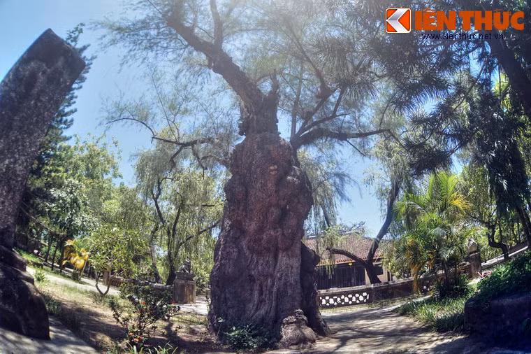Ước tính, cây đã có tuổi thọ nhiều thế kỷ.