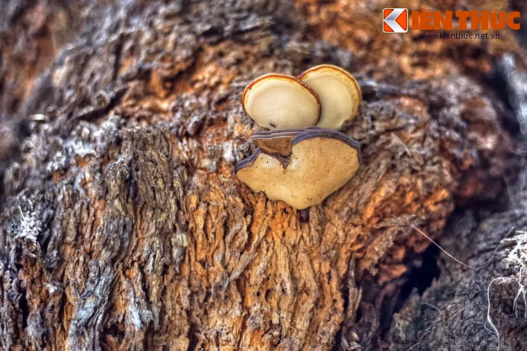 Một số hình ảnh khác về cây phi lao khổng lồ của chùa Thập Tháp.