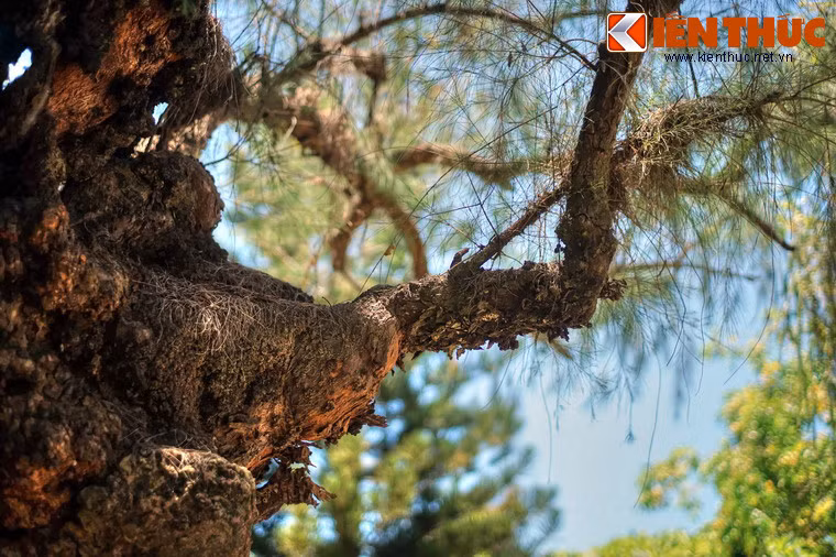 Theo phân loại khoa học, phi lao có pháp danh Casuarina equisetifolia, là một loài thực vật có hoa trong họ Casuarinaceae.