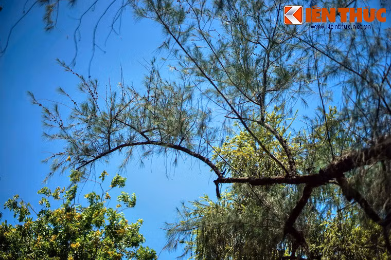 Dù thuộc hàng "đại lão", cây vẫn xanh tốt, nhiều quả.