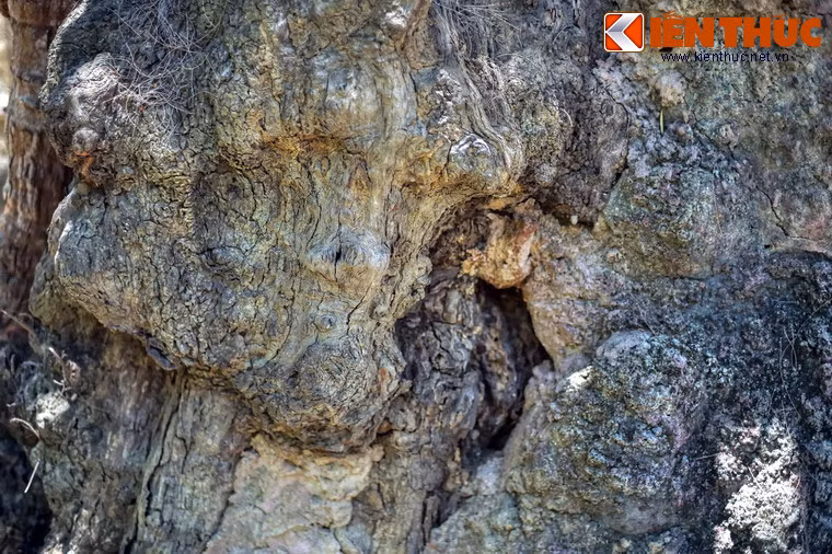 Thân cây nhuốm màu thời gian với nhiều ụ, hốc lồi lõm cổ quái.