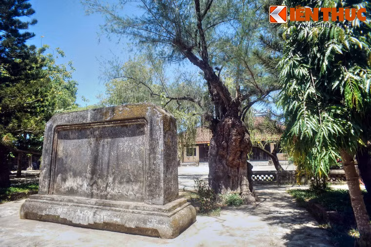 Cây phi lao này nằm cạnh tấm bình phong phía sau cổng chùa, cách chính điện khoảng 30m.