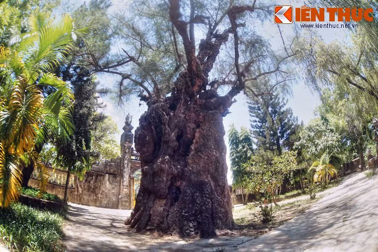 Đường kính thân cây rất lớn, nhiều người ôm không xuể.