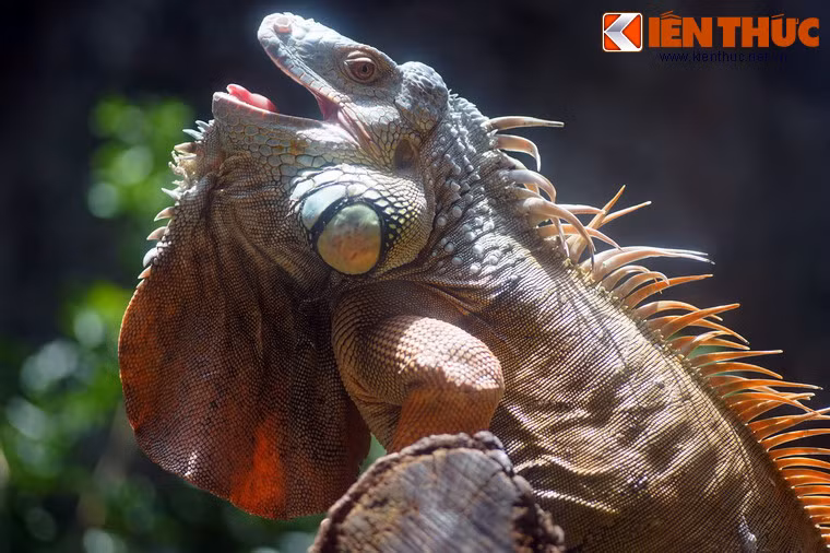 Loài bò sát này có thể dài đến gần 2m, ngoại hình rùng rợn với gai nhọn lởm chởm, có thể coi là một loài "quái vật" có thật. Chúng có nguồn gốc từ Trung, Nam Mỹ nhưng thích nghi khá tốt với môi trường sống ở Việt Nam.