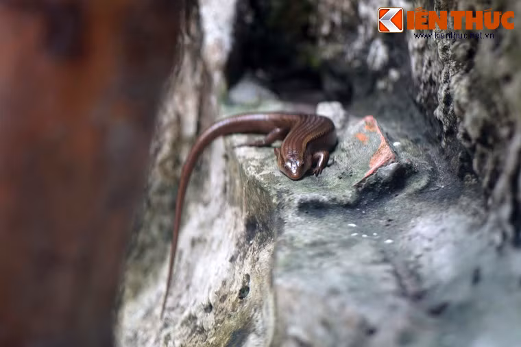 Tương phản với sự khổng lồ của cá sấu là thằn lằn bóng. Loài bò sát nhỏ bé và nhanh nhẹn này có thể được bắt gặp ở hầu hết các đô thị ở Việt Nam.