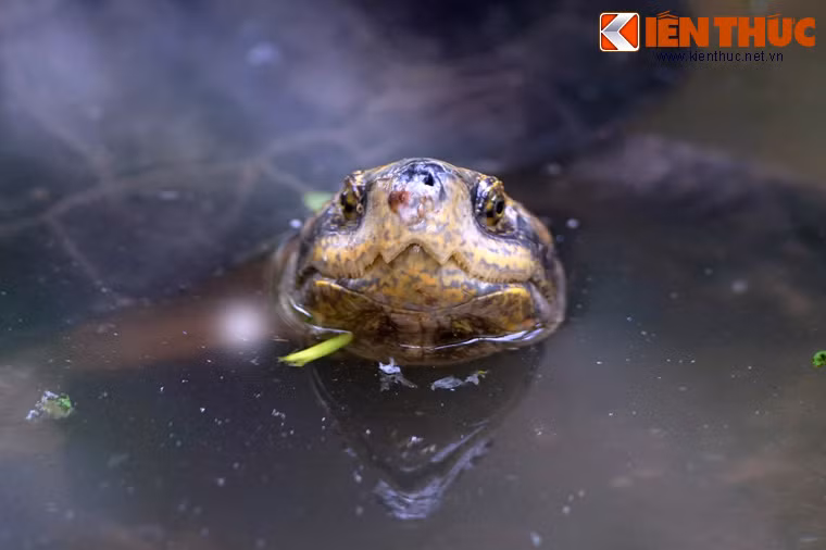 Không chỉ bự con, rùa răng còn có mỏ hình dáng như hai chiếc răng nanh sắc nhọn ở hàm trên. Khi bị trêu chọc, rùa thường phản ứng bằng cách há mỏ hình răng để dọa.