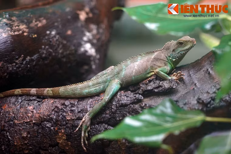 Nếu rồng Nam Mỹ có quê quán cách Thảo Cầm Viên nửa vòng trái đất thì rồng đất lại là loài bò sát bản địa Việt Nam.